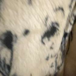Dumbdunb3728's Chat & Dating Profile