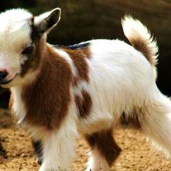 Goat's Chat & Dating Profile