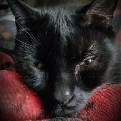 Ildefonso's Chat & Dating Profile