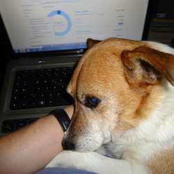 stefano1488's Chat & Dating Profile